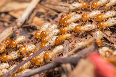 Winged Termite Extermination in Davidson, NC