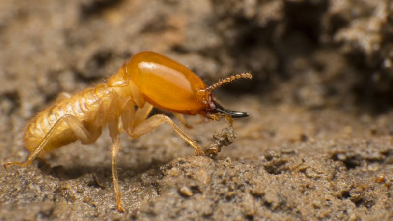 Winged Termite Extermination in Matthews, NC