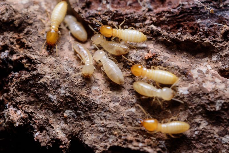Winged Termite Extermination in Monroe, NC