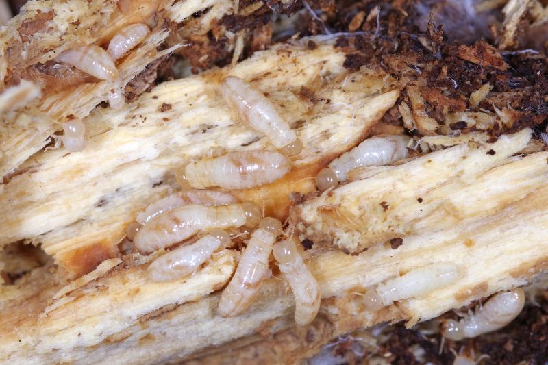 Winged Termite Extermination in Rock Hill, SC