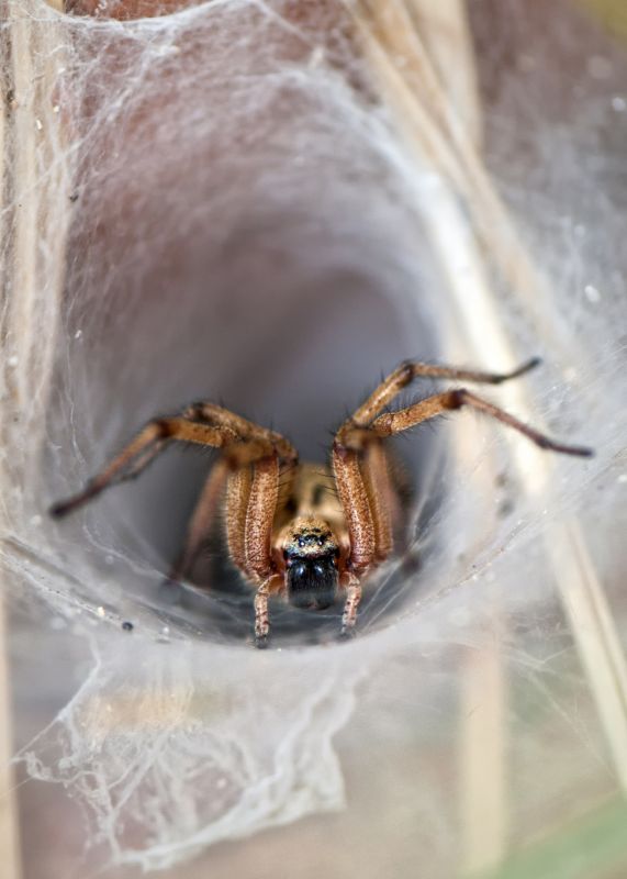 Wolf Spider Removal in Charlotte, NC