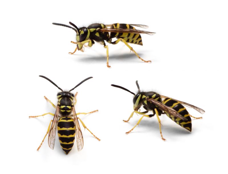 Yellowjacket Extermination in Cornelius, NC