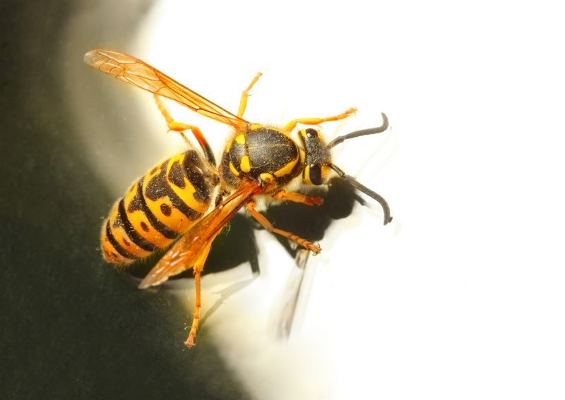 Yellowjacket Extermination in Dallas, NC