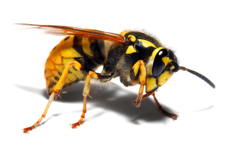 Yellowjacket Extermination in Davidson, NC