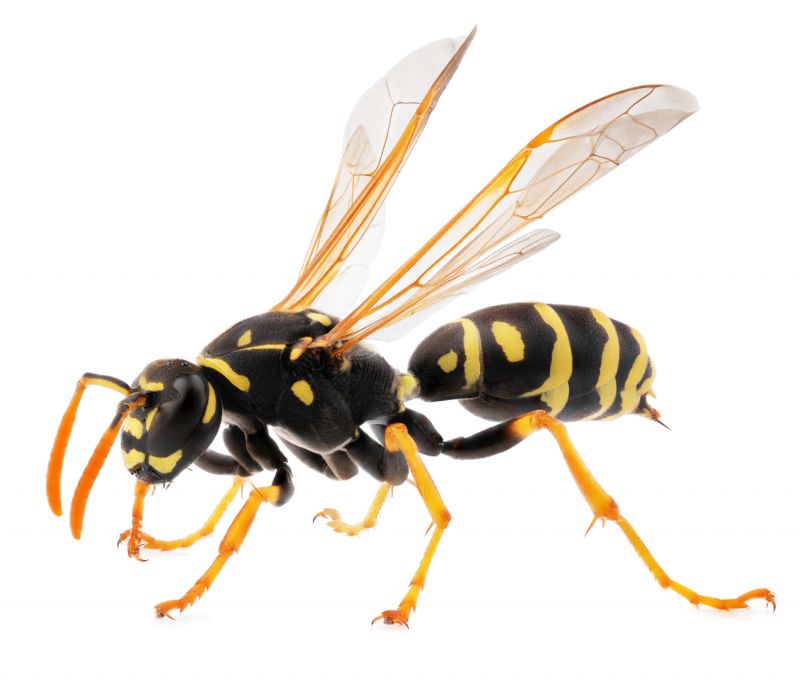 Yellowjacket Extermination in Denver, NC