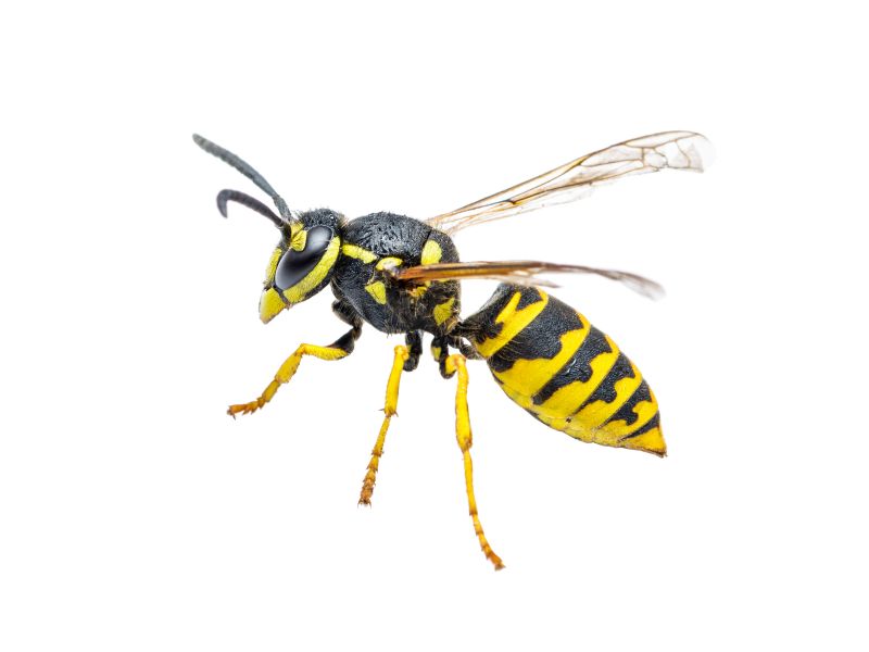 Yellowjacket Extermination in Kannapolis, NC