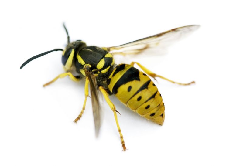 Yellowjacket Extermination in Midland, NC