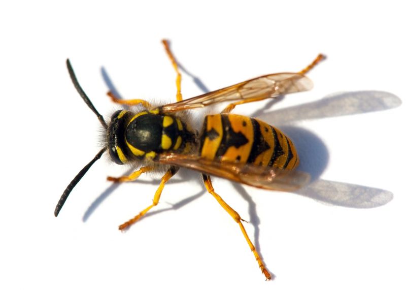 Yellowjacket Extermination in Monroe, NC