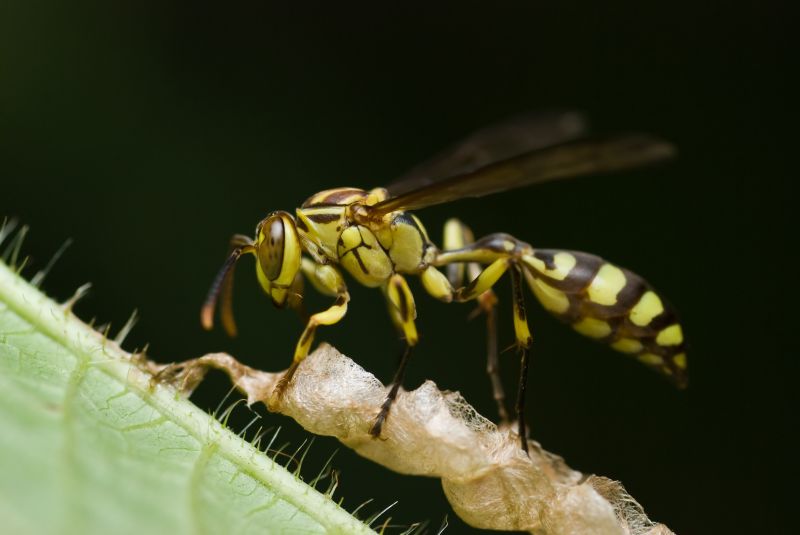 Yellowjacket Extermination in Union County, NC